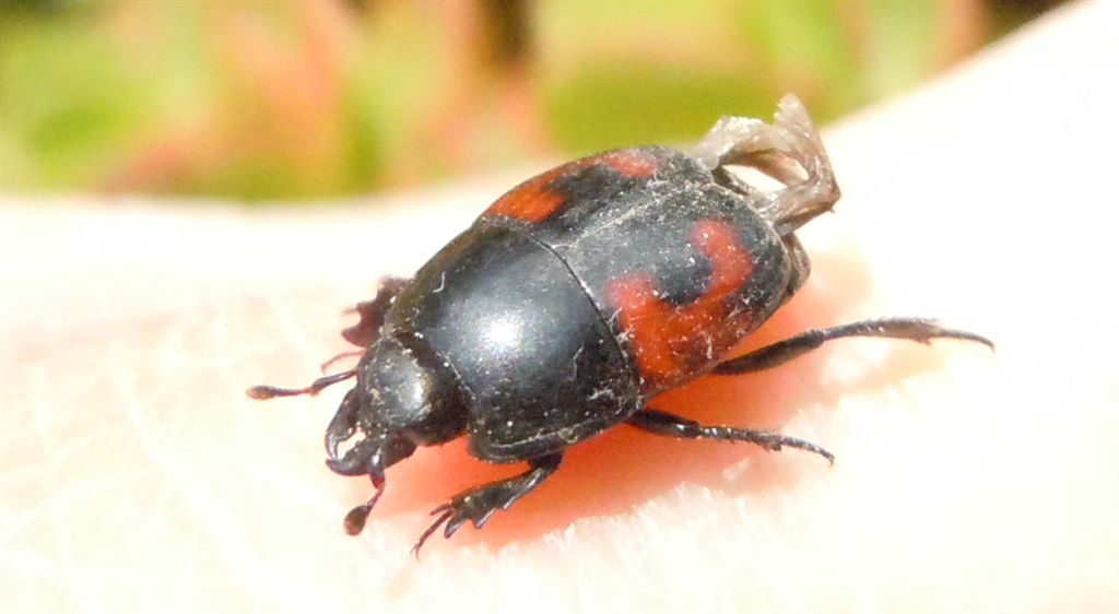 Hister quadrimaculatus